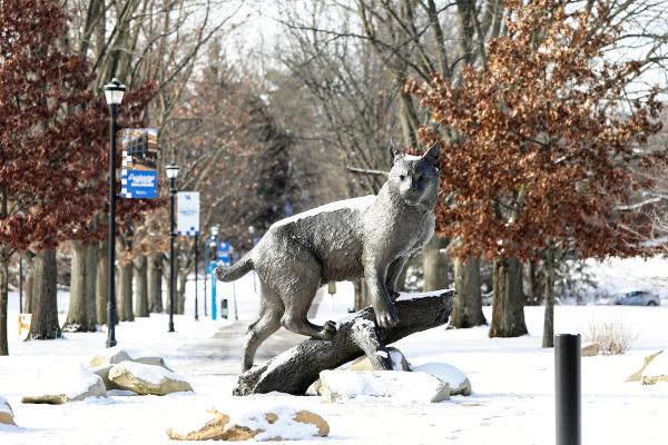 Wildcat in the Snow