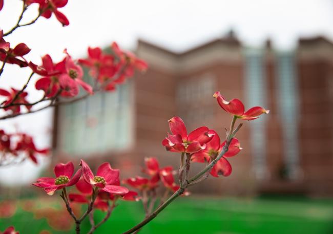 Flowers on Campus