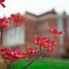 Flowers on Campus